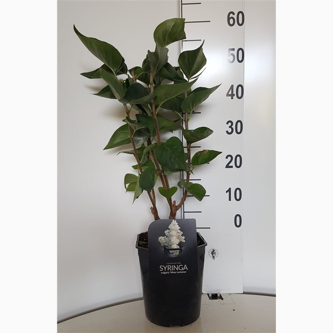 Syren (V); – Syringa vulgaris 'Mme Lemoine' - C5 50-60 CM